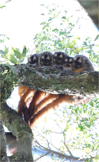 An infant owl monkey (second from right) is huddled between its mother and father.