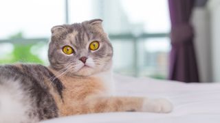 Close up portrait of a Scottish fold cat on bed looking at camera