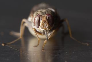 Tsetse flies (Glossina morsitans morsitans) are the sole disease vector for African sleeping sickness, a protozoan infection that is fatal without treatment.