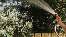 Hose being used to water a bush
