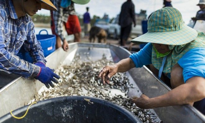 Shrimp in Saphunburi, Thailand.