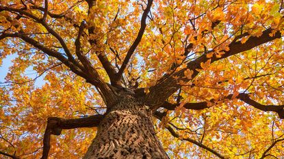 View up the trunk of a tree with autumn leaves