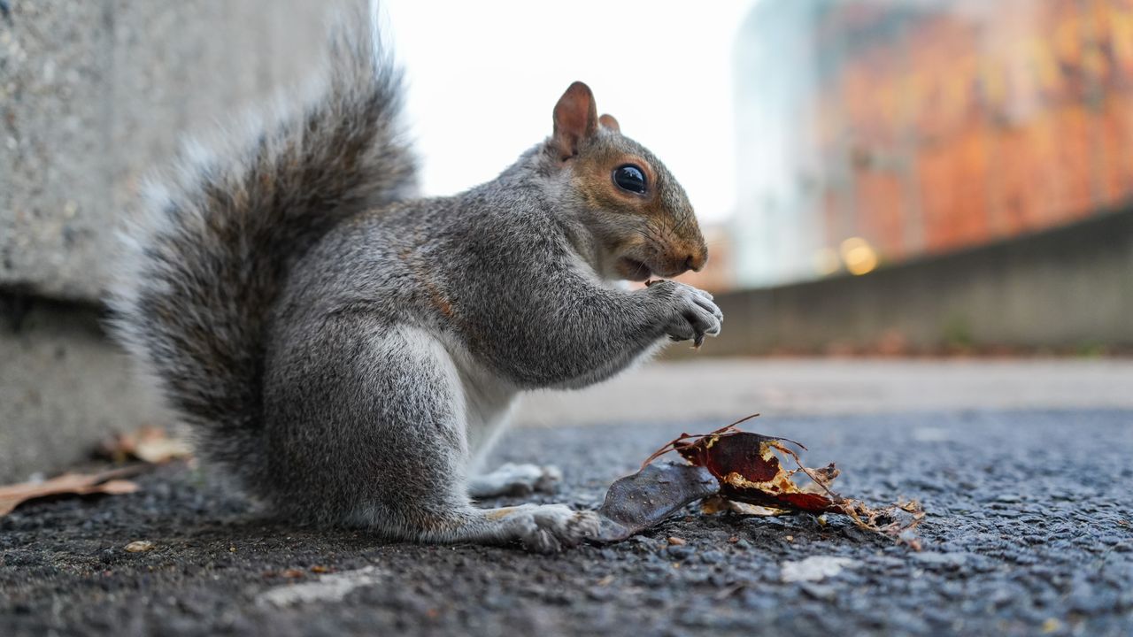 Image captured with the Sony A7 V Mirrorless camera in London