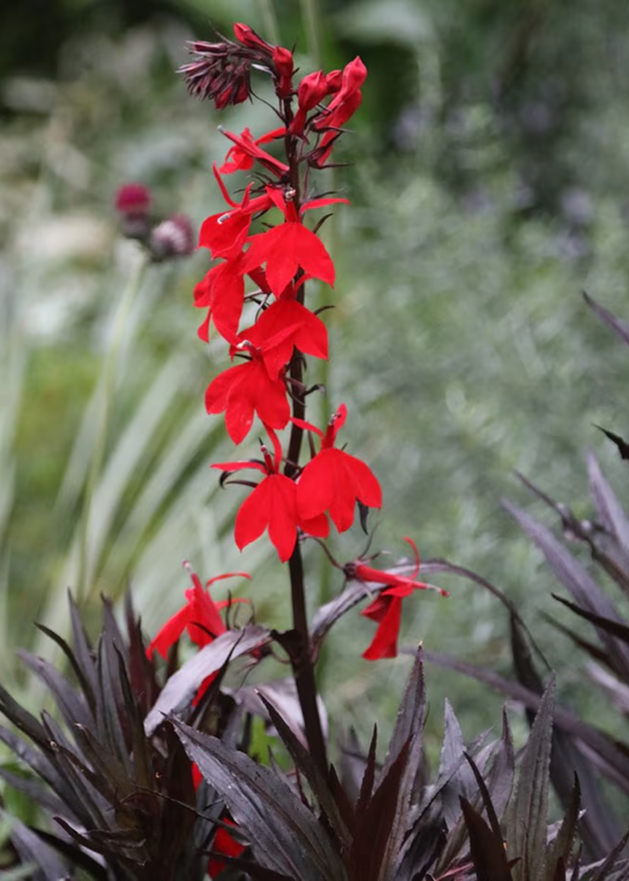 A red cardinal flower in a pond