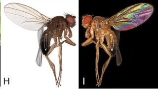 Hidden colors decorate the wings of common fruit flies.