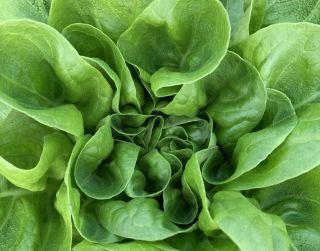 Buttercrunch lettuce head