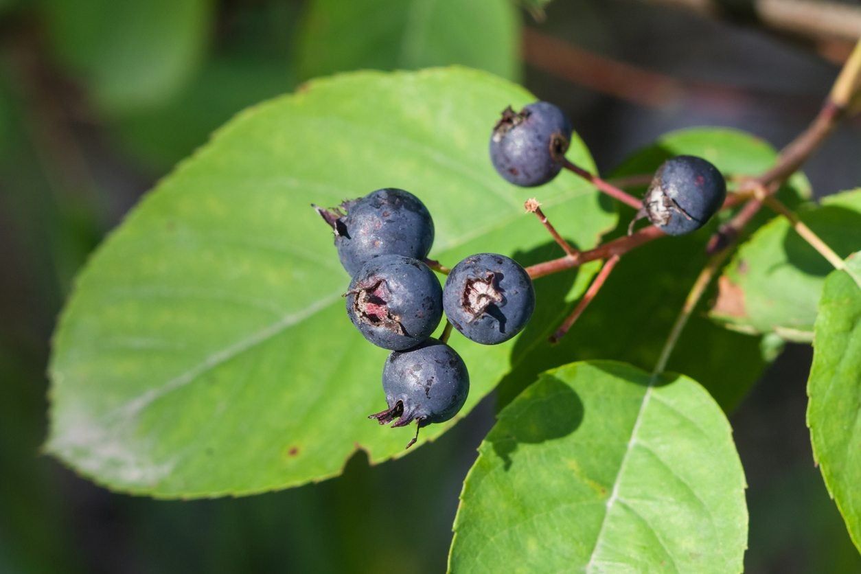 juneberries