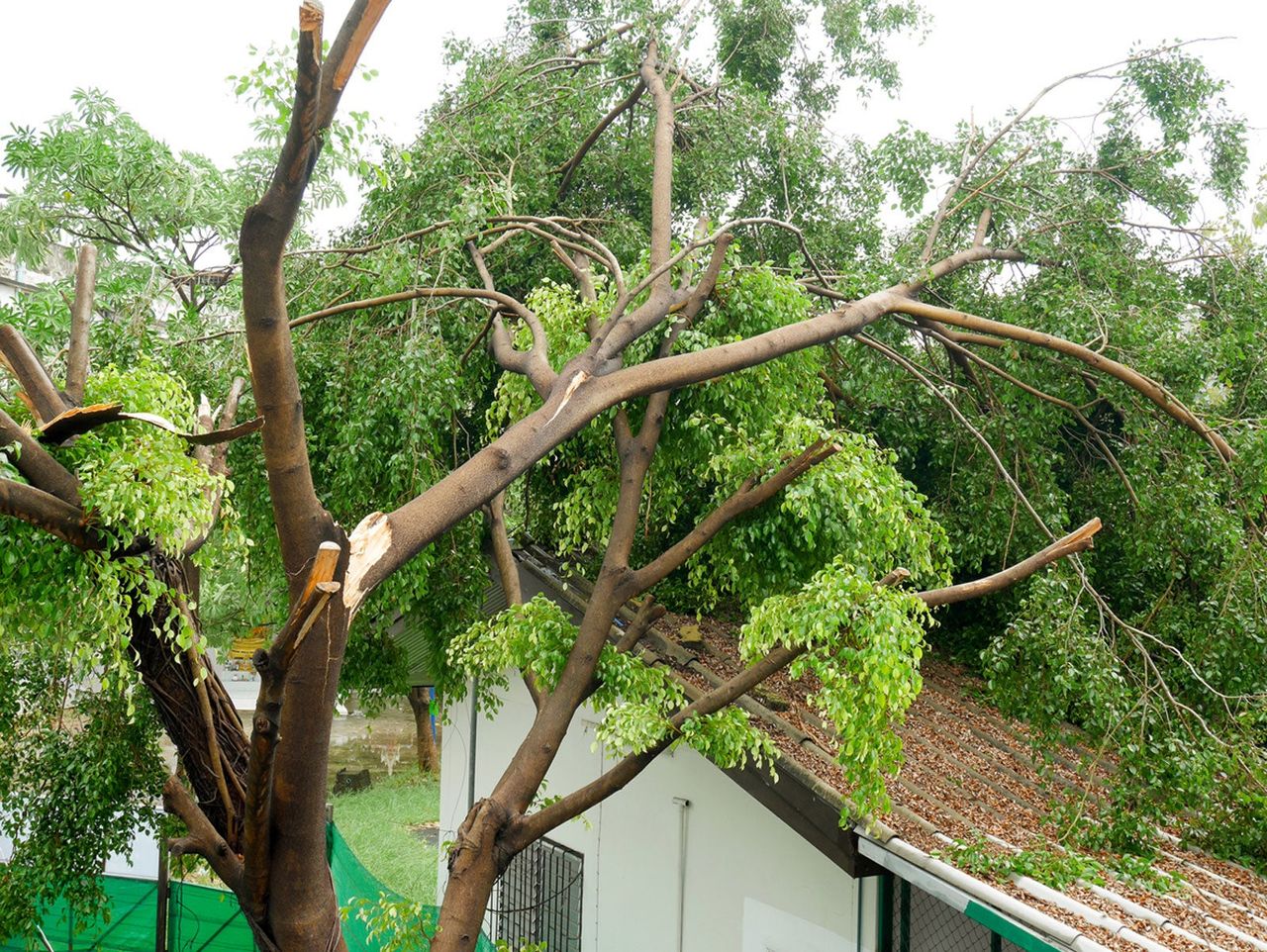 Tall Tree With A Large Broken Branch