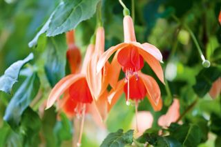 Tender fuchsia plant with apricot coloured flowers in full bloom