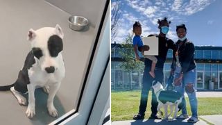 Shelter discovers abandoned dog already has a home