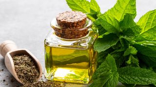 Peppermint oil with leaves