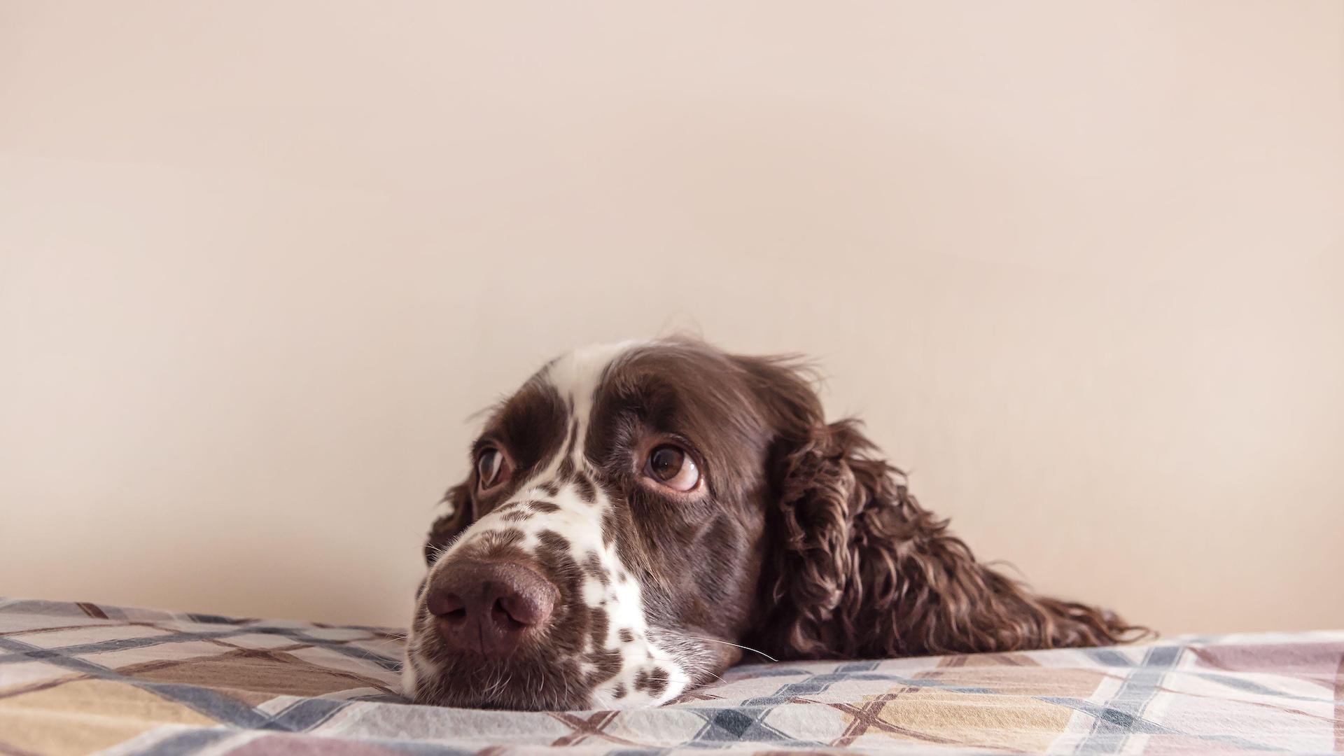 Sad dog, droopy eyes