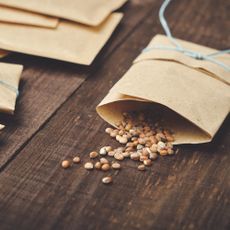 Radish saved seeds in packet
