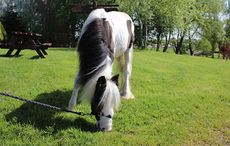 Melvin Andrews pony dumped