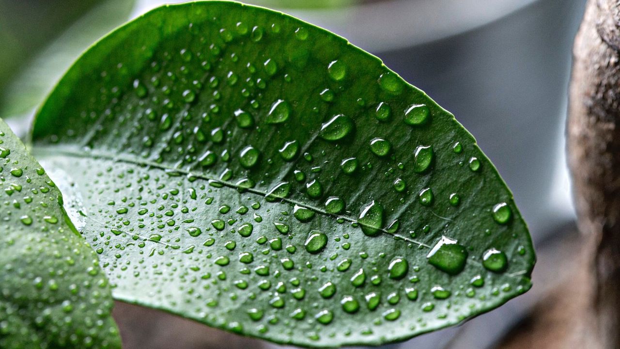 water droplets on a green plant leaf