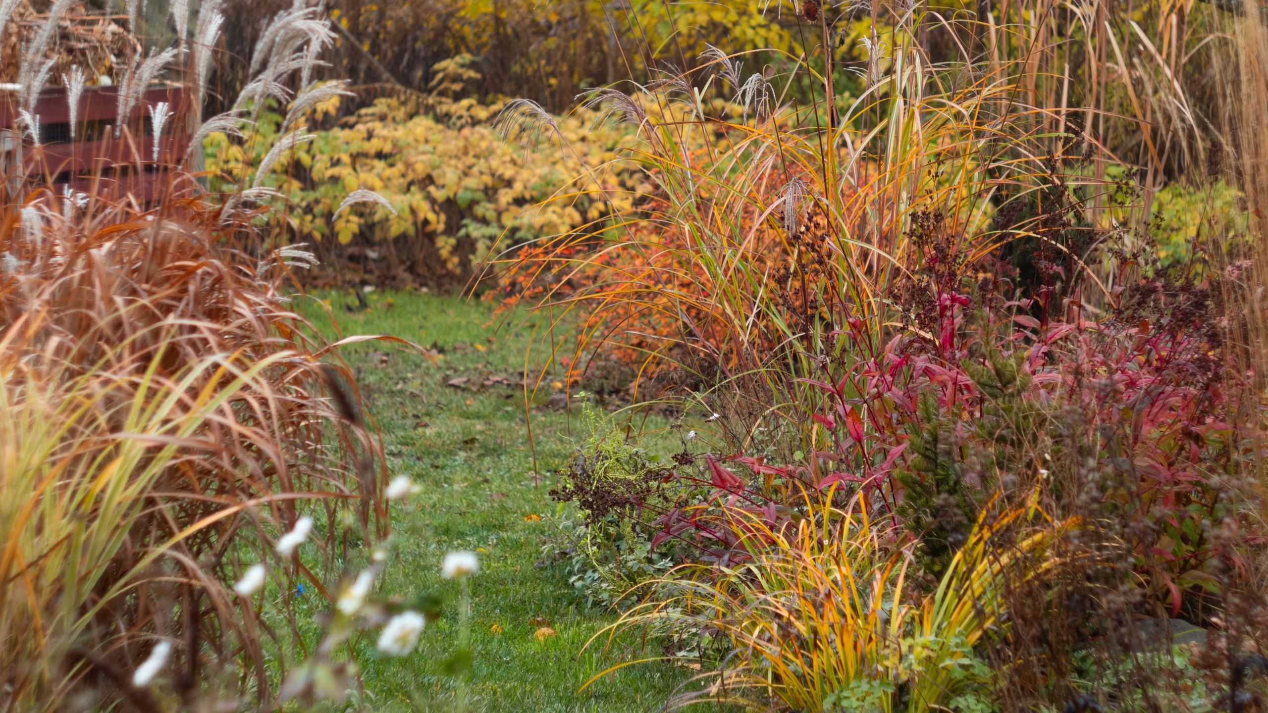 ornamental grasses in autumn garden