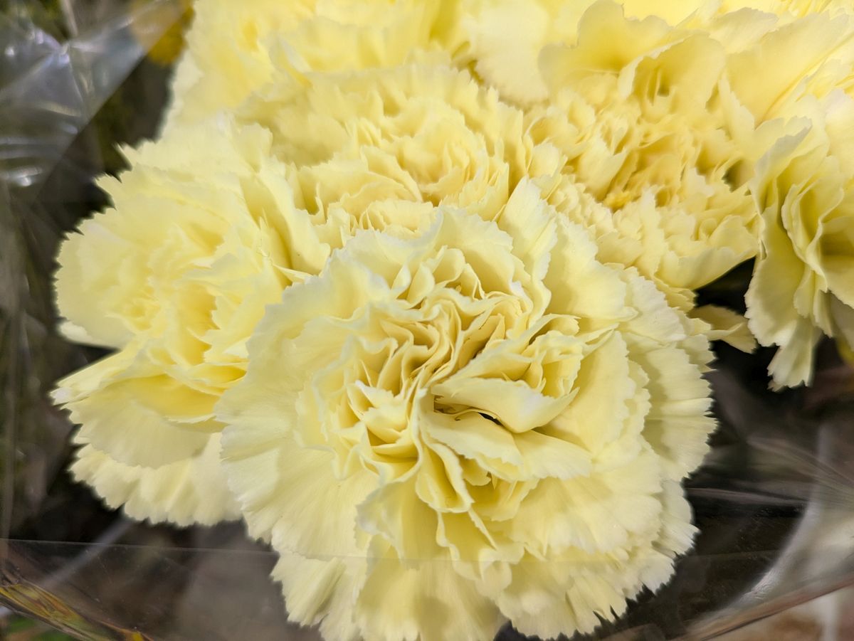 Google Pixel 8a macro sample.