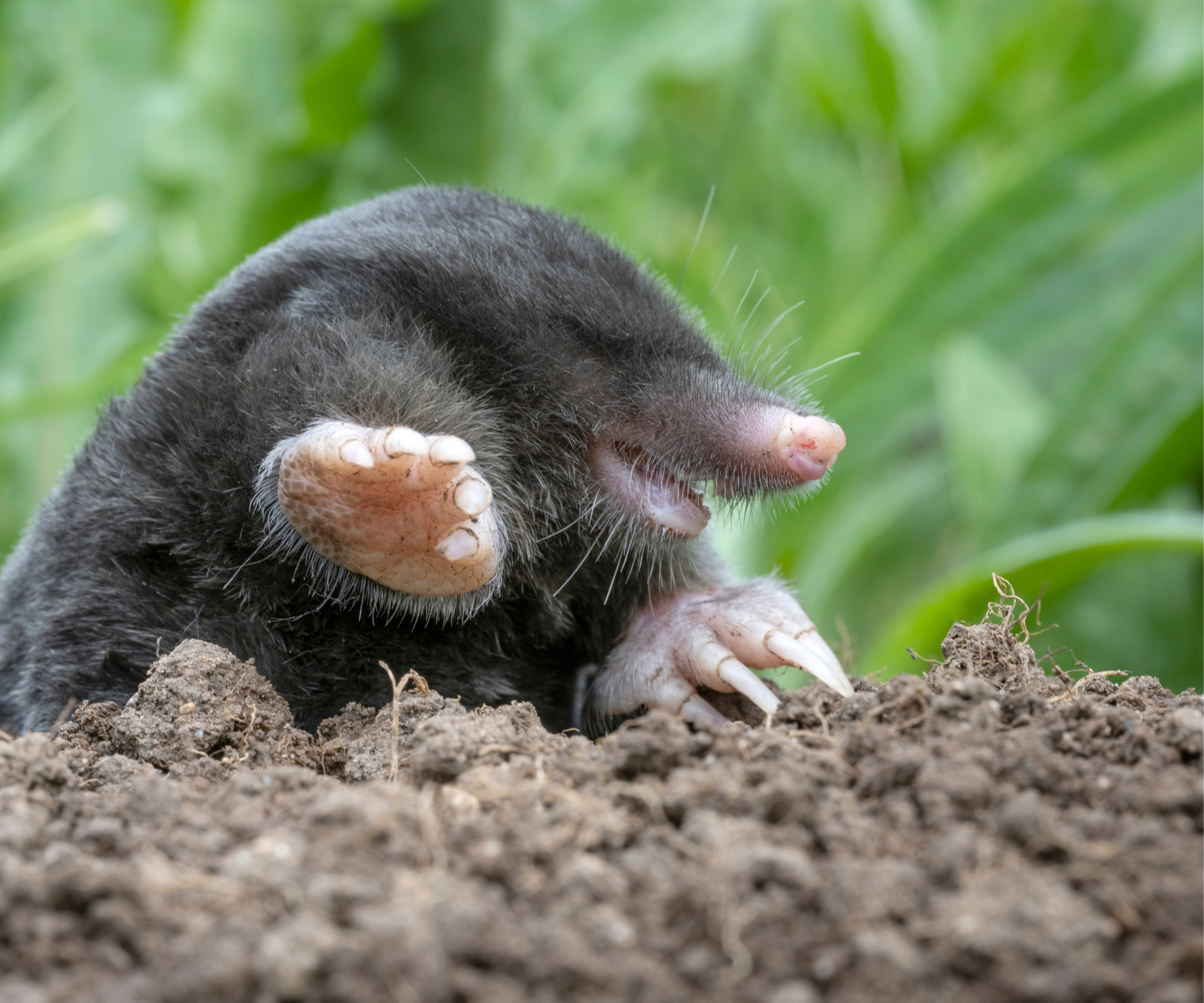 Mole poking his head out of soil with leaves in background