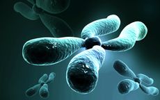 An illustration of a chromosome