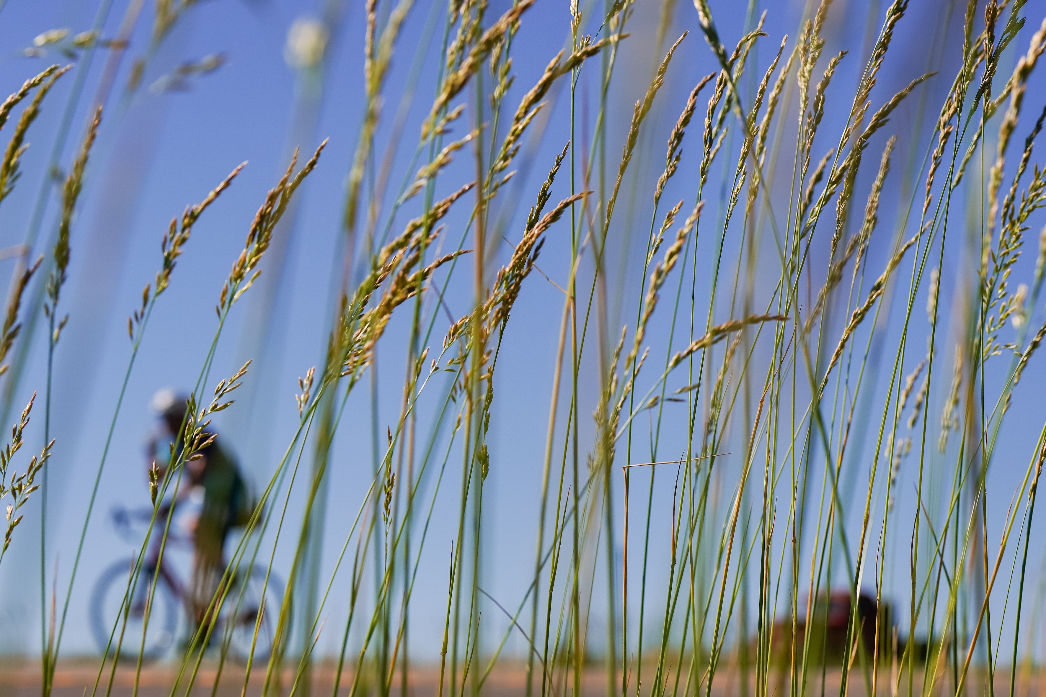 road cyclist rides past long grass