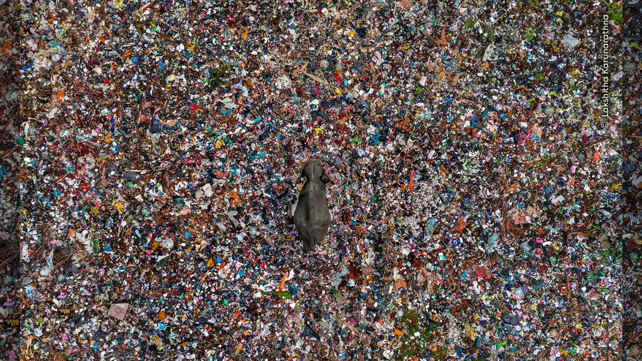 An elephant walks through a waste disposal site in Sri Lanka.
