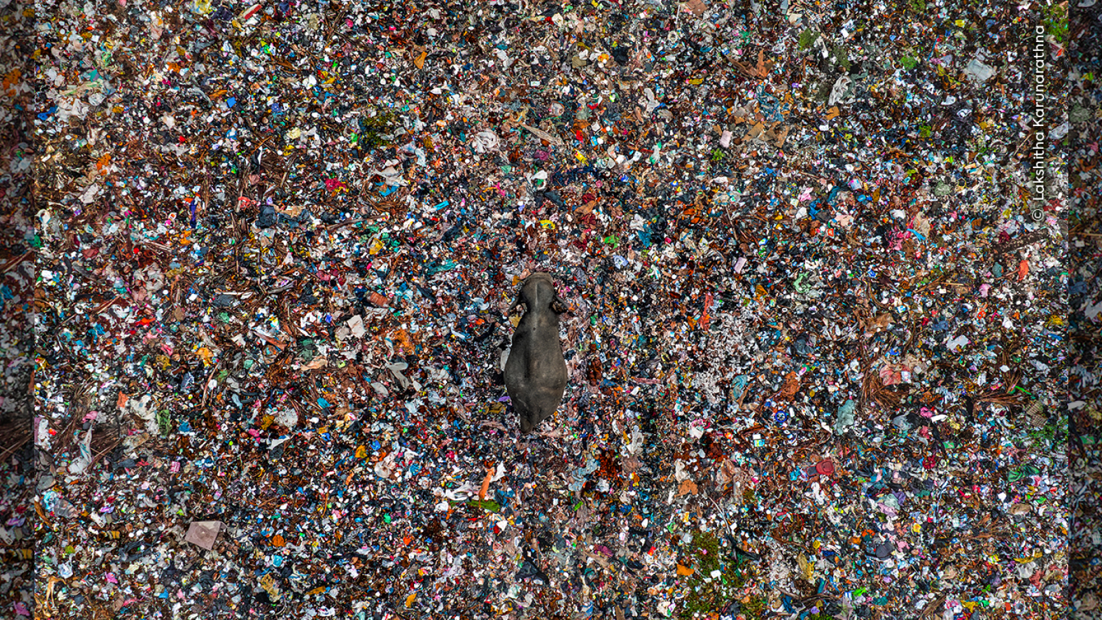 An elephant walks through a waste disposal site in Sri Lanka.