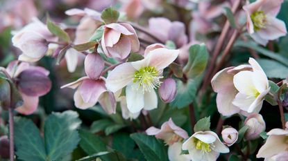 dusky pink flowers of Helleborus x ericsmithii ‘Pirouette’