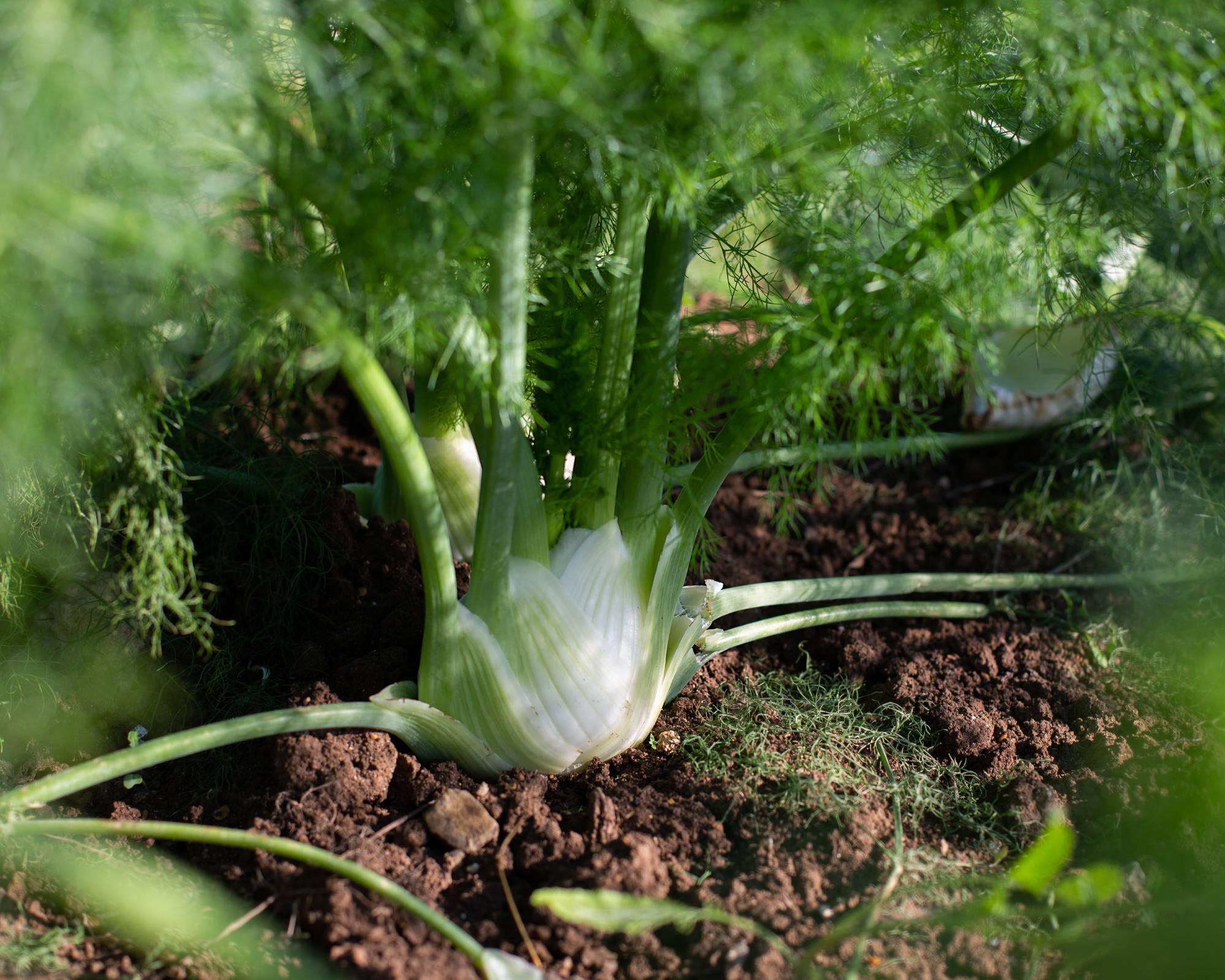 Fennel bulb in garden