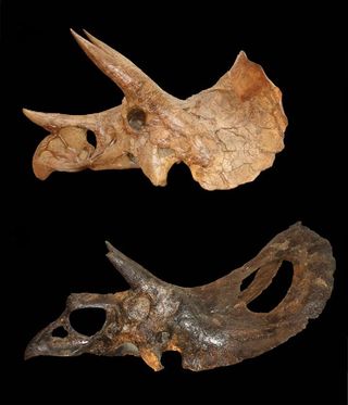 Torosaurus and Triceratops skulls