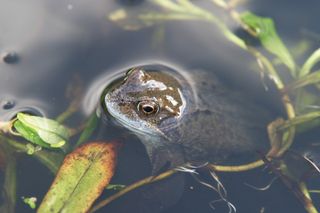 toad in a pond