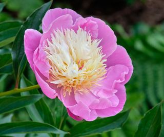 Close up of a pink and white peony