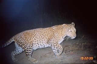 endangered species, leopards, leopard photos, western Maharashtra animals