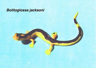 jacksons-climbing-salamand-100812-02