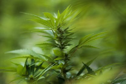 A cannabis plant.