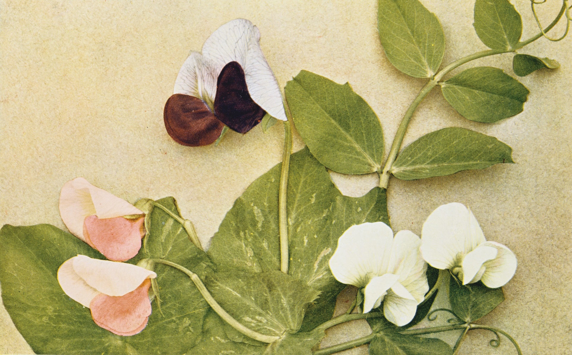 pink, maroon and white pea plant flowers against a beige background