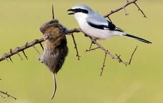 Great grey shrike with impaled mouse