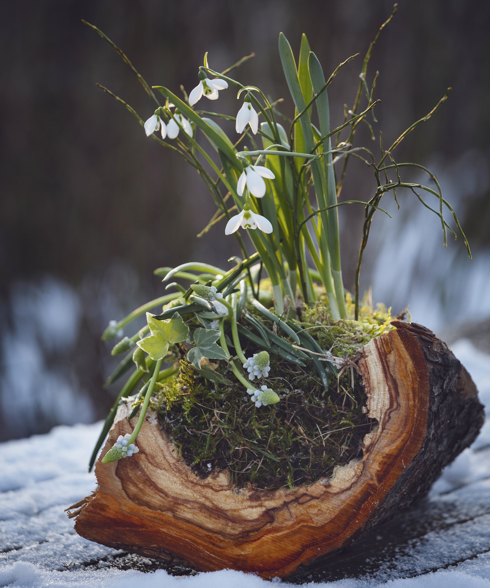 Snowdrop flowers blooming in winter stock photo