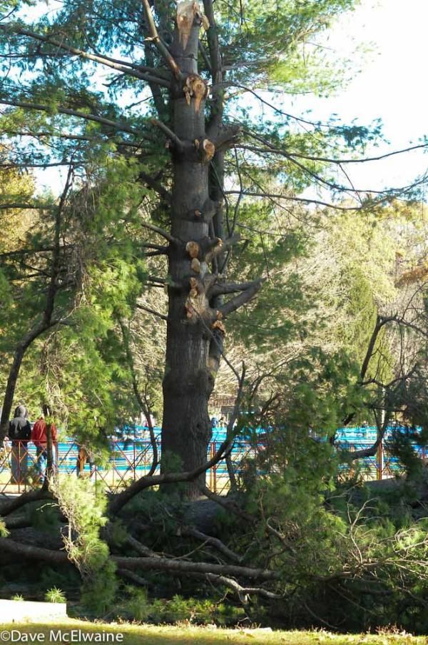 The entire area suffered thousands of damaged trees due to last week&rsquo;s early snowstorm.