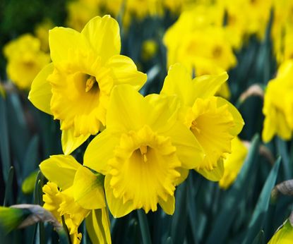 How to deadhead daffodils: tips for when and why to do it | Homes & Gardens