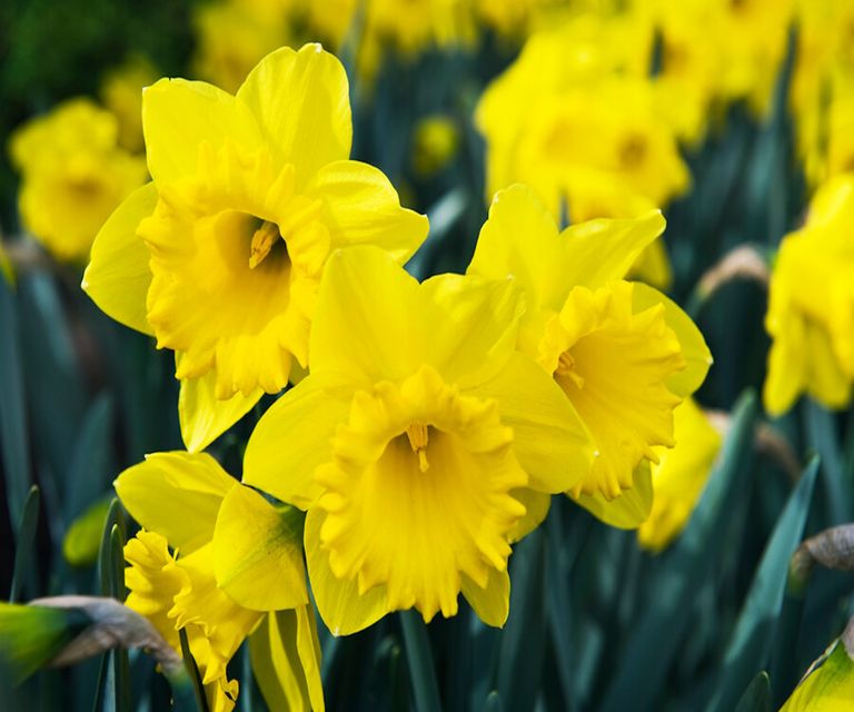 How to deadhead daffodils tips for when and why to do it