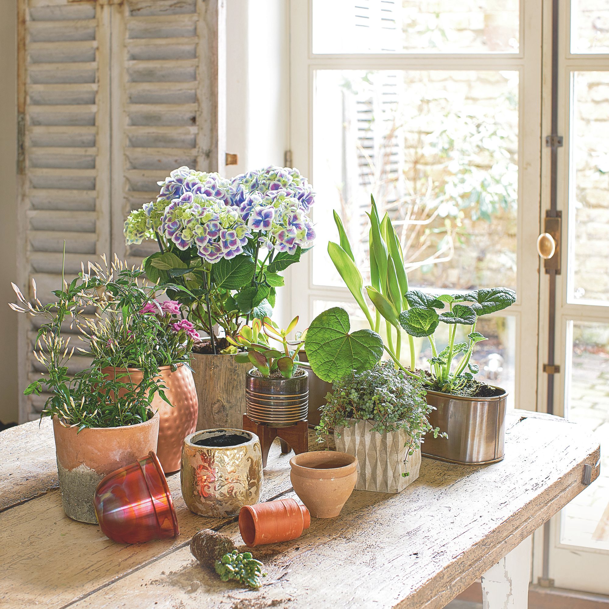 houseplants on table