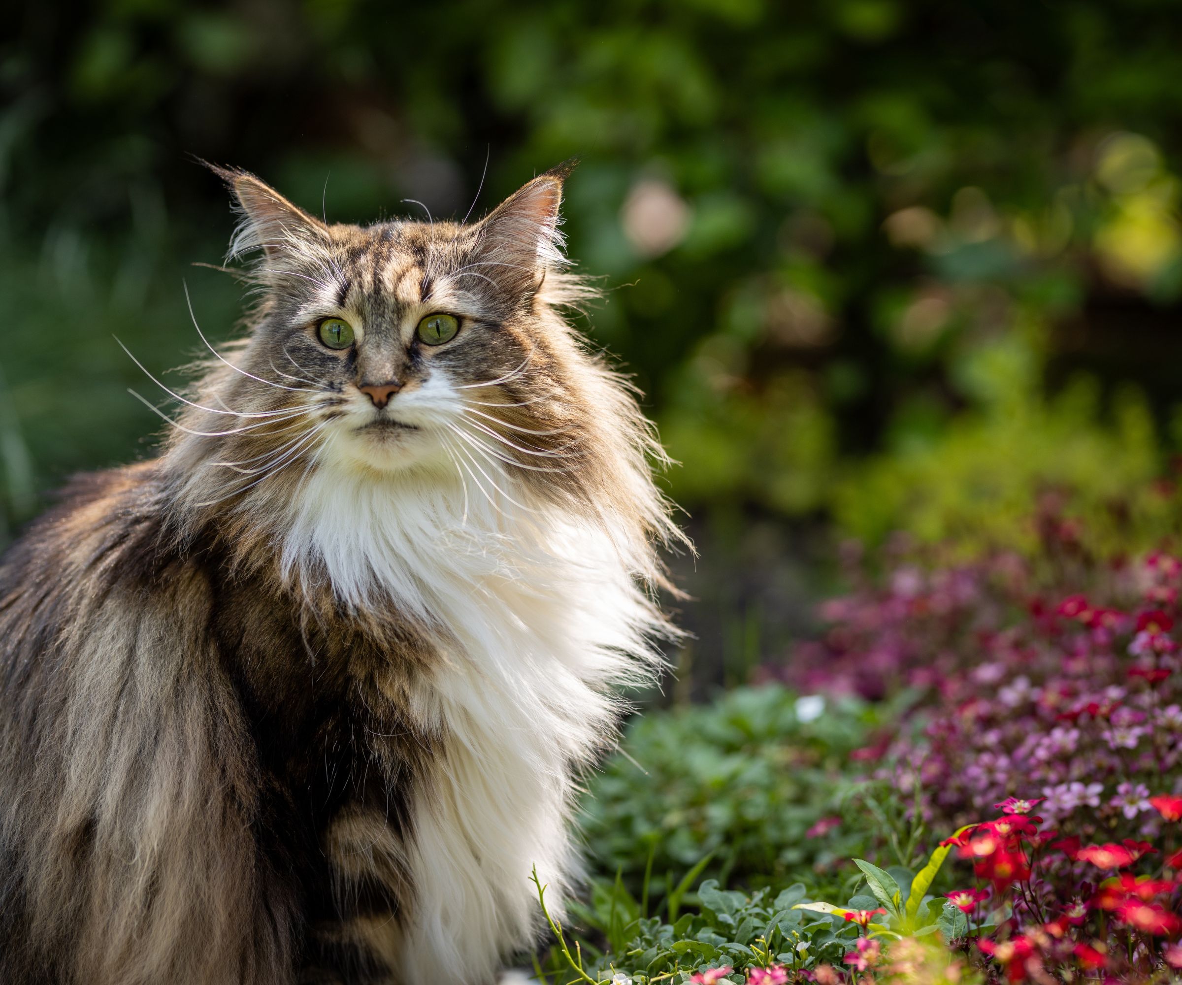 Close-up portrait of cat in garden - stock photo