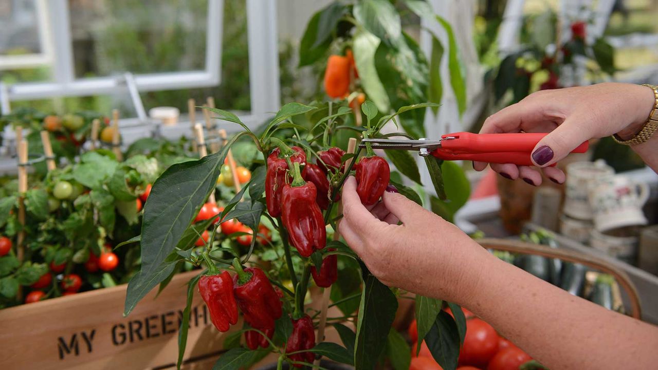 peppers growing in a greenhouse being cut from plant