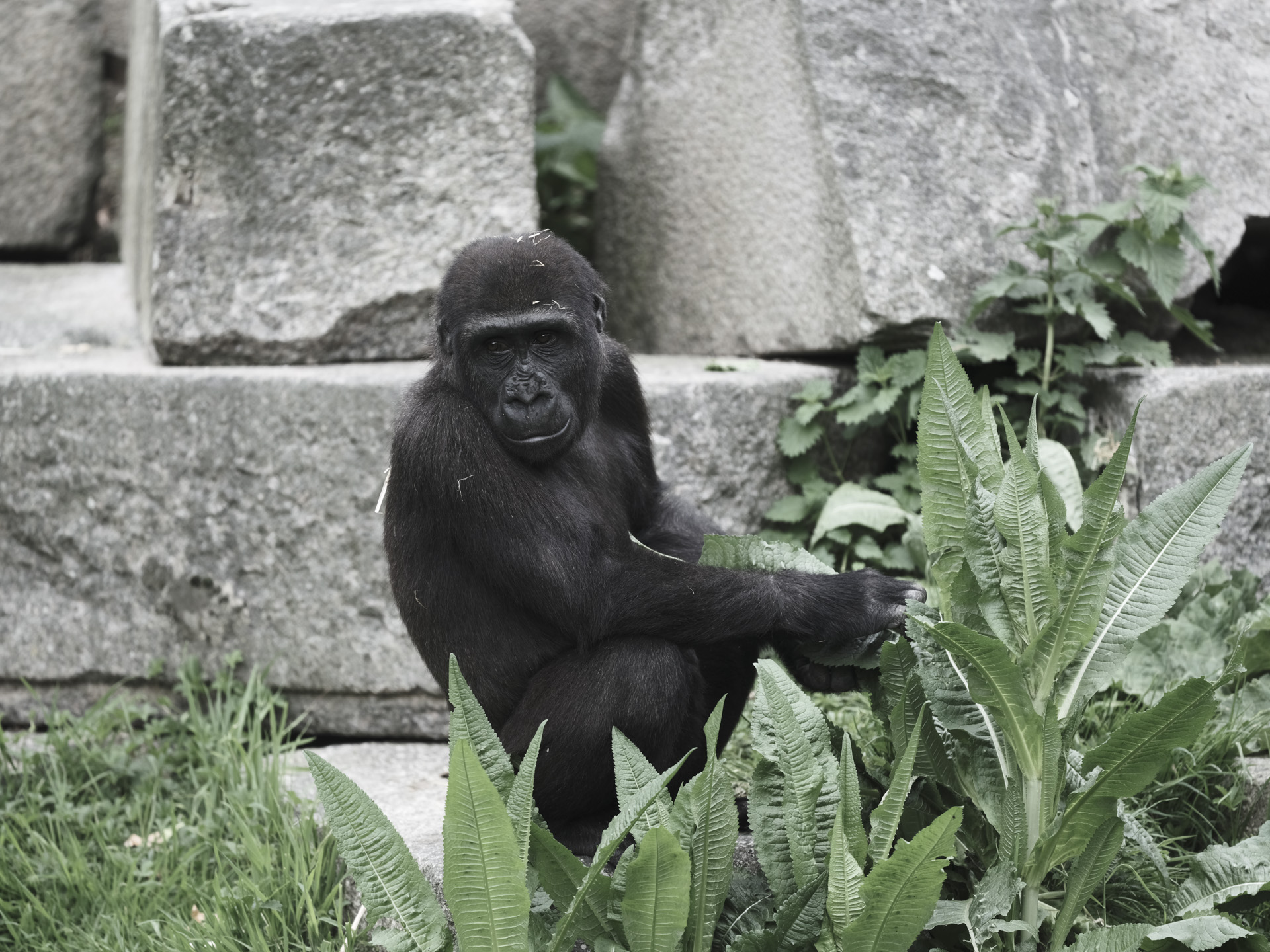 Gorilla photo with various Fujifilm GFX100S II film simulations applied