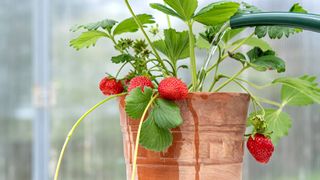 Watering strawberry plant