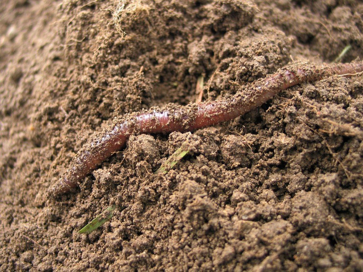 soil aeration