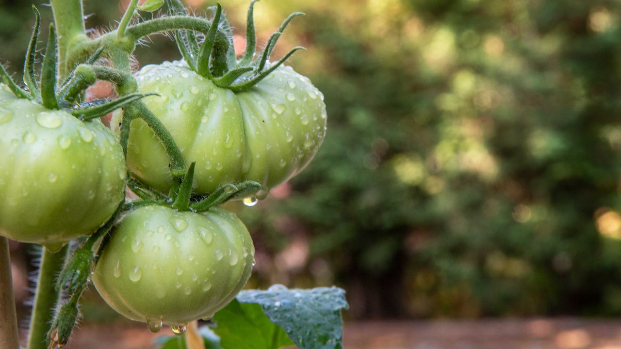 green tomatoes on vine