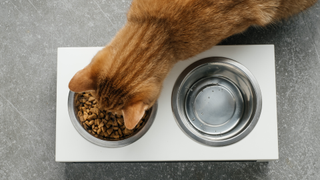 Cat eating from one of the best anti-vomit bowls for cats