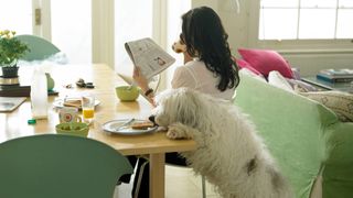 Dog stealing food from table while owner is distracted 