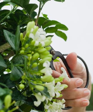 pruning a jasmine plant